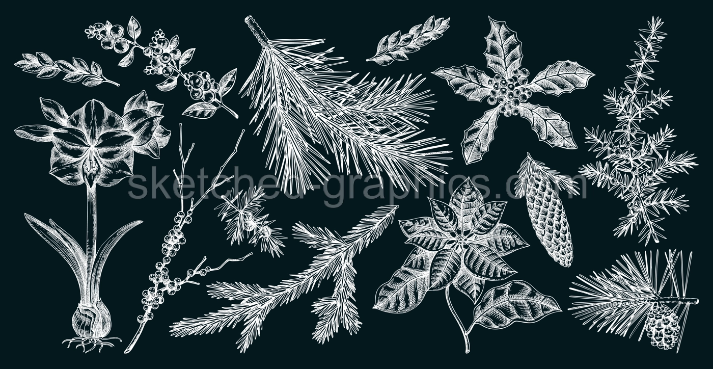 Christmas design elements. Winter plants hand drawn vector illustration. Conifer trees, winter flowers, birds sketches. Vintage botanical drawings on chalkboard. NOT AI generated Illustration
